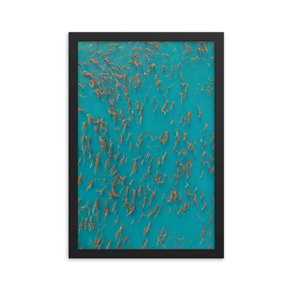 Kelp Forest Of La Jolla Framed poster