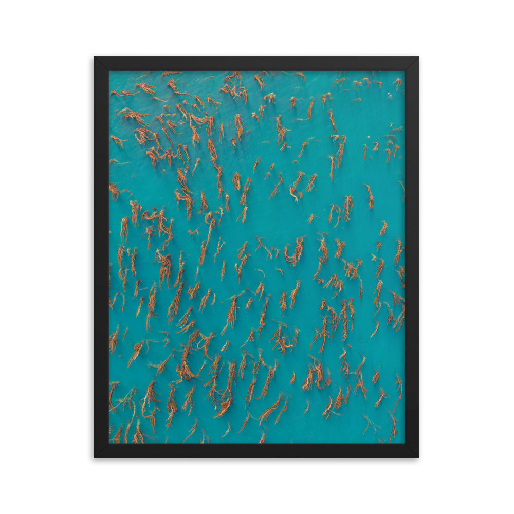 Kelp Forest Of La Jolla Framed poster