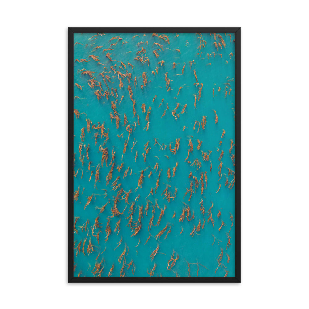 Kelp Forest Of La Jolla Framed poster