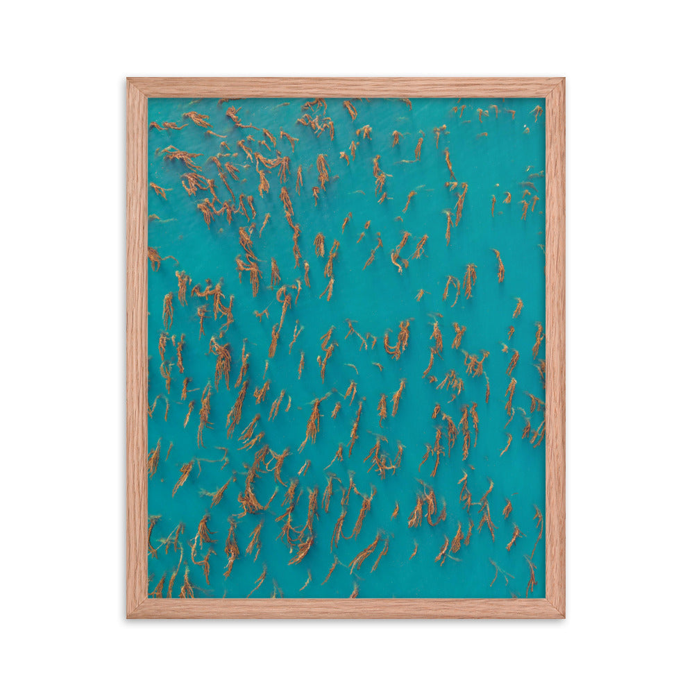 Kelp Forest Of La Jolla Framed poster