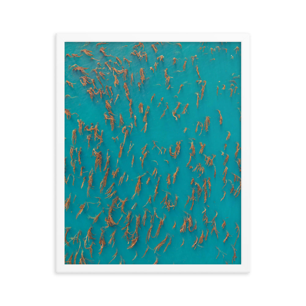 Kelp Forest Of La Jolla Framed poster