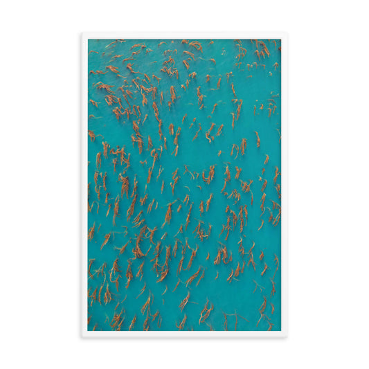 Kelp Forest Of La Jolla Framed poster